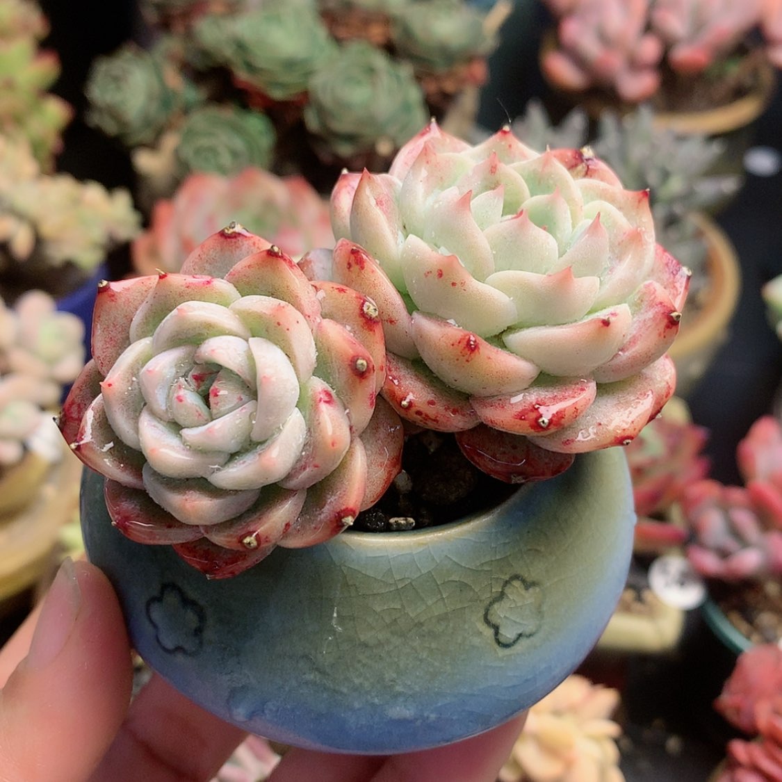 【闪购商品】天鹅绒带盆