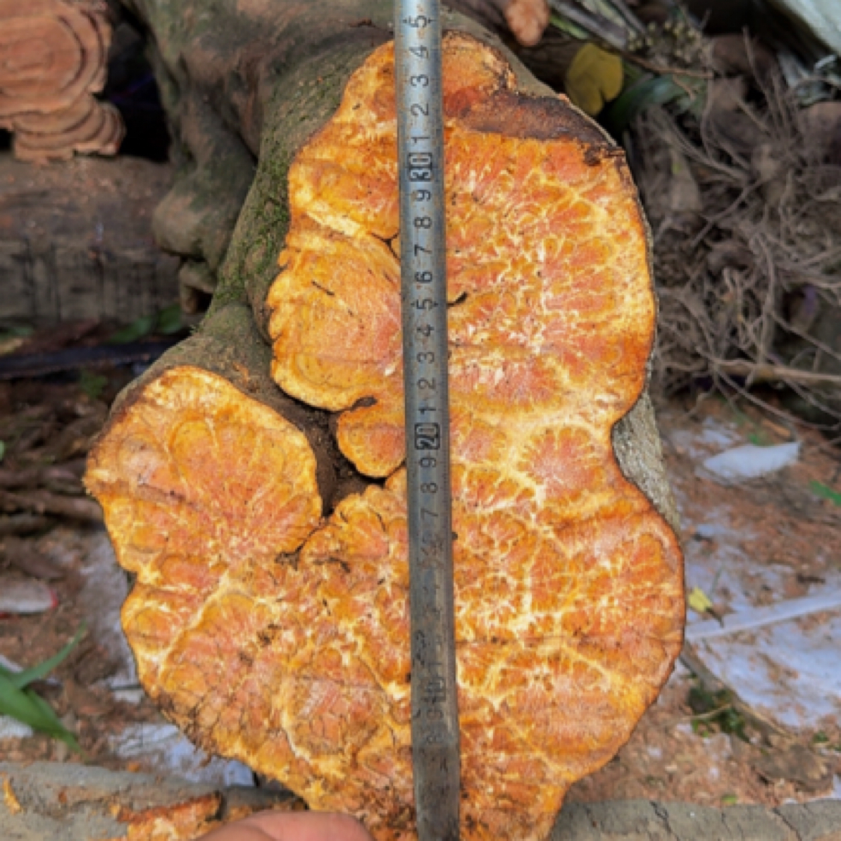 云南边境深山九龙藤、燕子尾、梅花藤（新鲜）