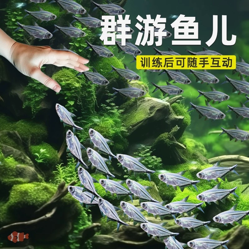 黑尾大勾群游观赏鱼小型活体热带鱼草缸混养耐活好养