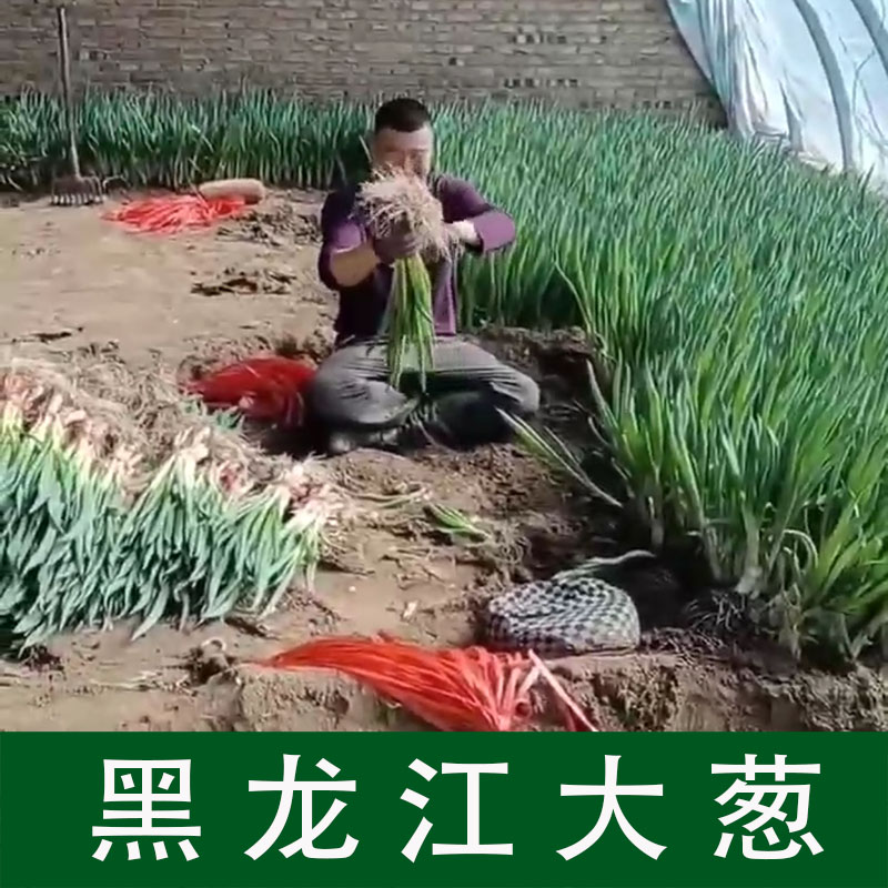 东北发芽葱黑龙江大葱农家现挖大葱