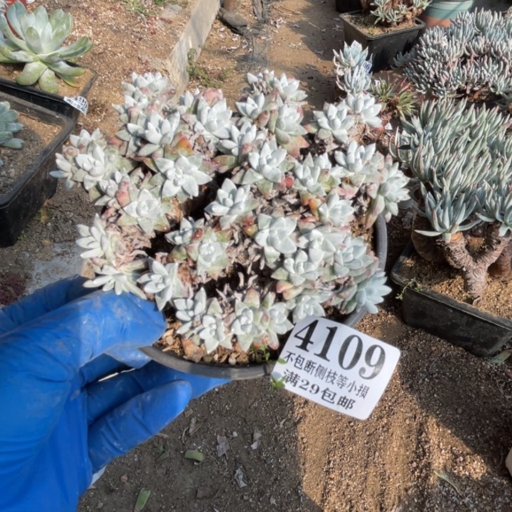 109号白菊多肉植物
