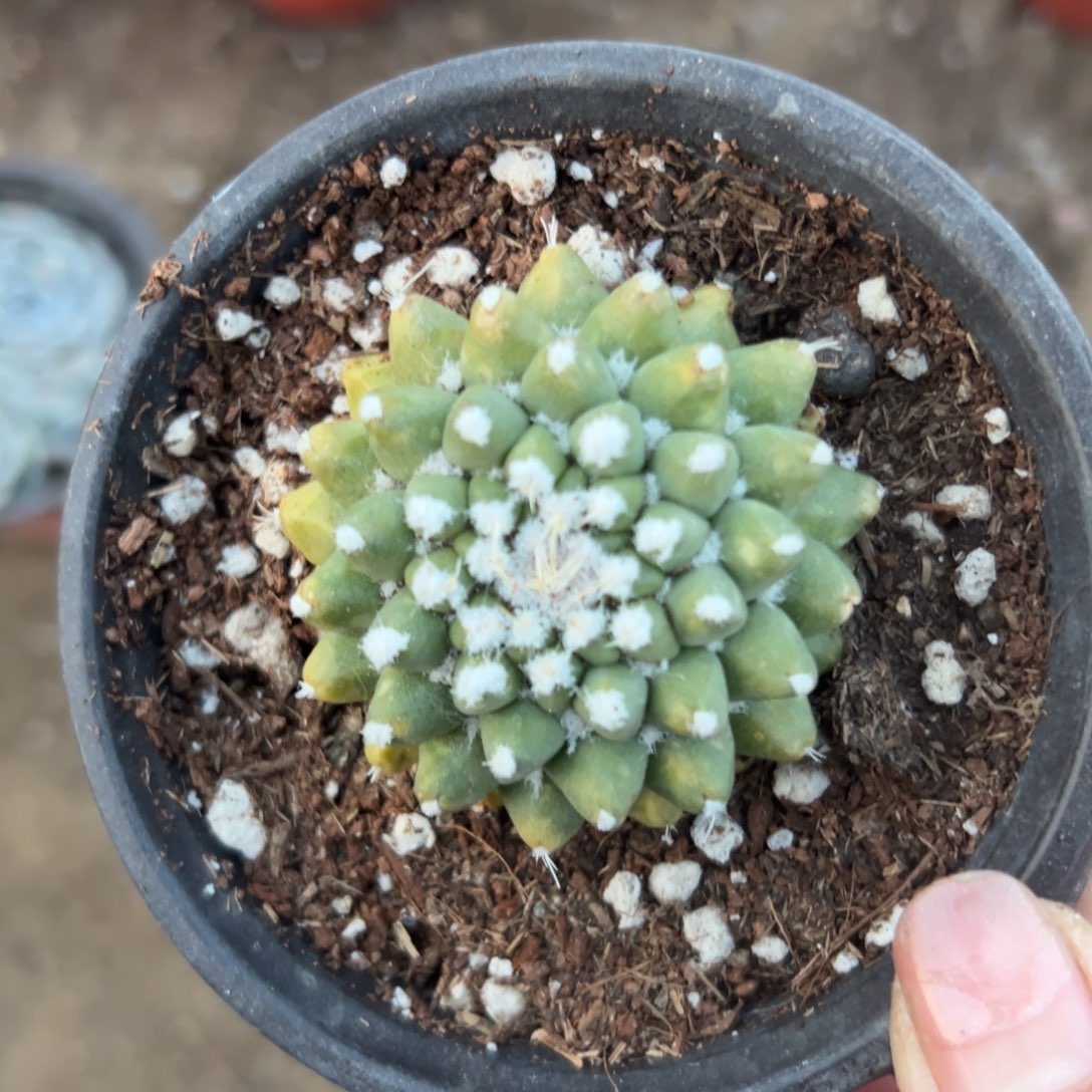 多肉植物多肉植物