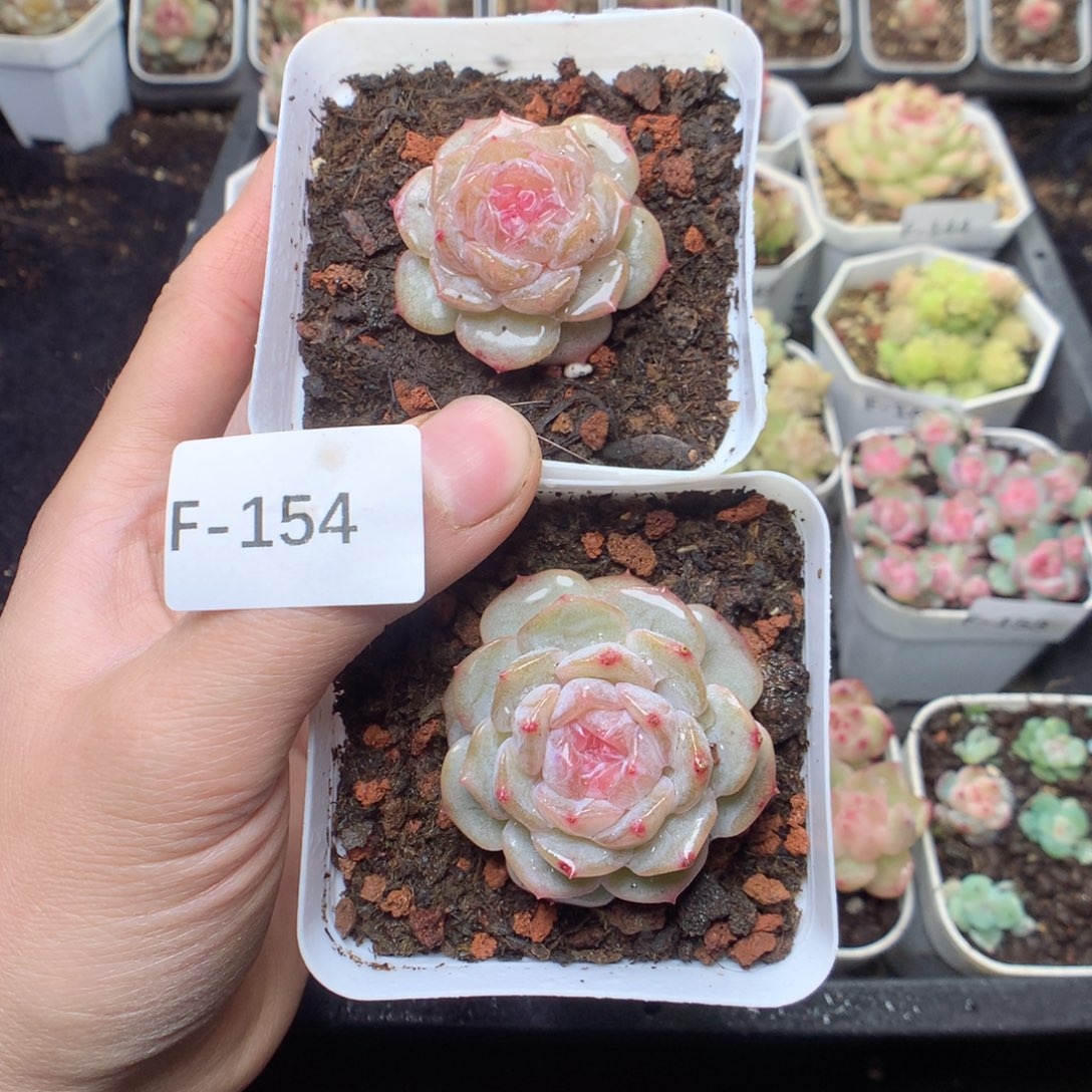 无花朵F154。yyyyyyyy