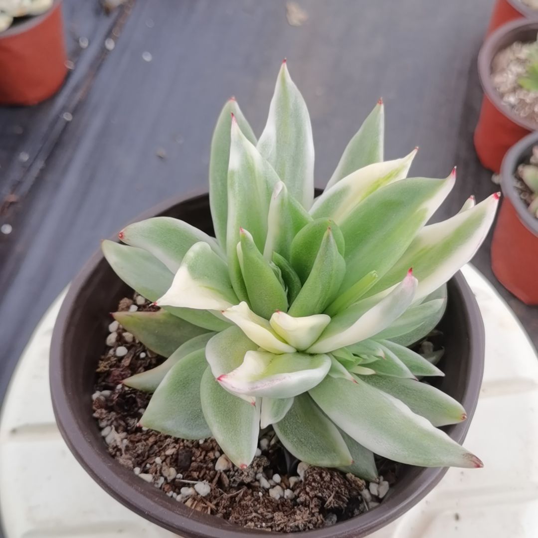 虎鲸超白锦三花脸多肉植物