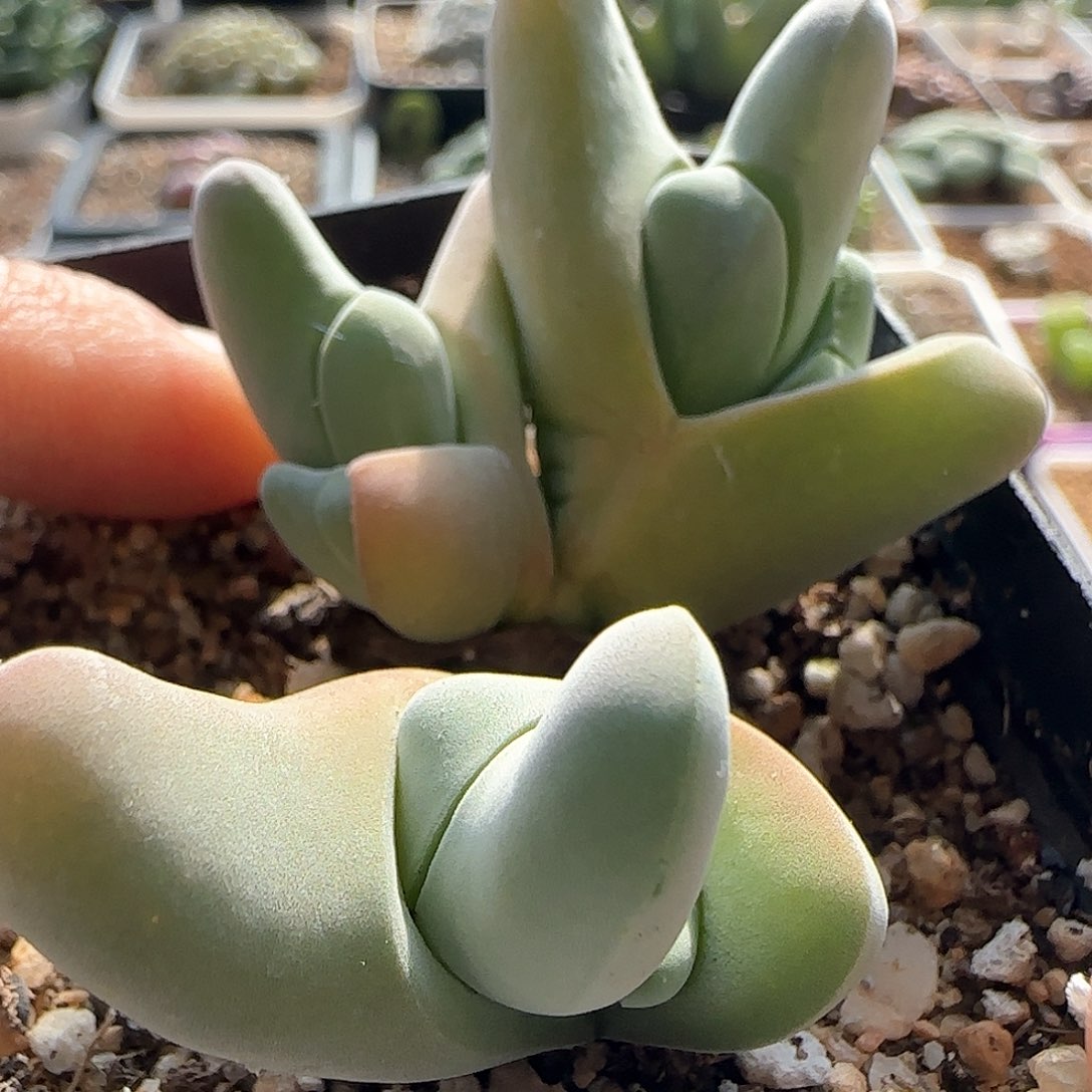 脱土满28包邮25458