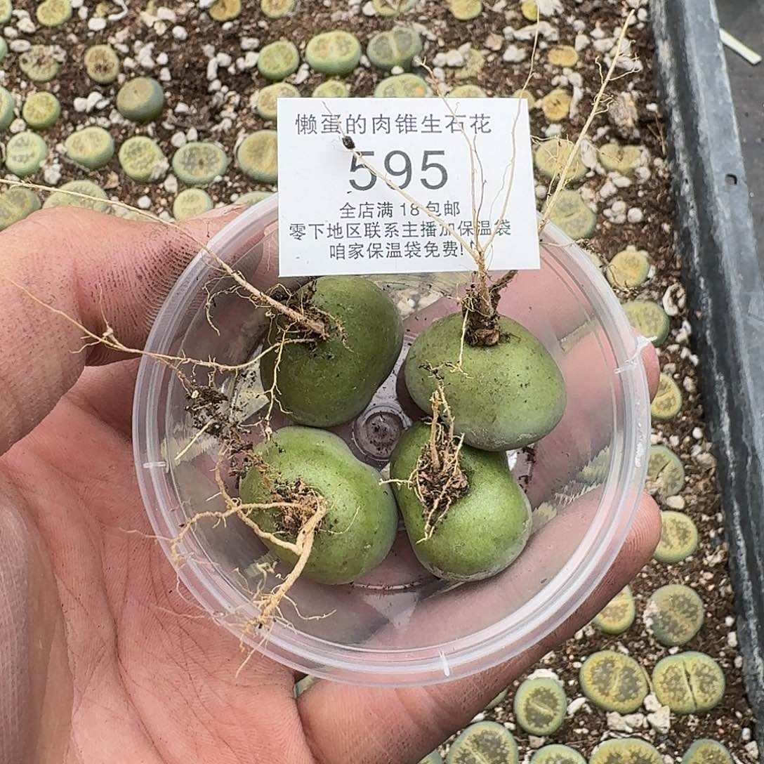 只***4595 哈哈哈哈哈哈哈哈哈哈