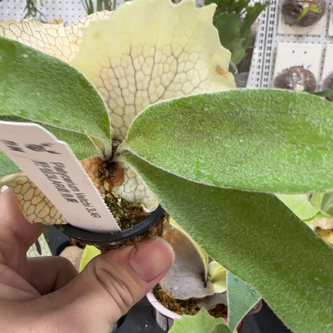 野银3LAR鹿角蕨鹿角蕨