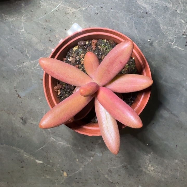 椰子树 单头 一物一拍