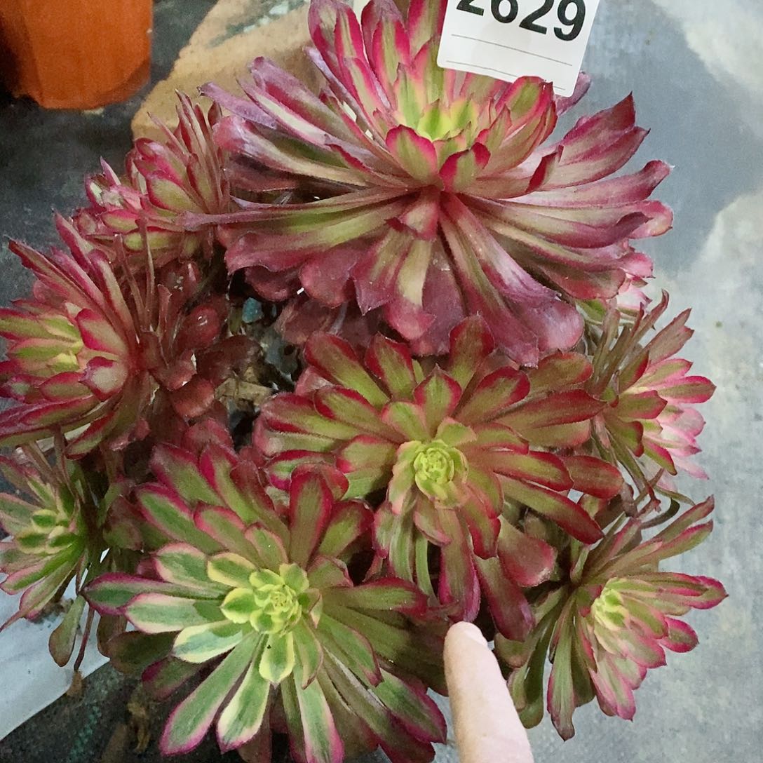 红陶2629红腹轮4多肉