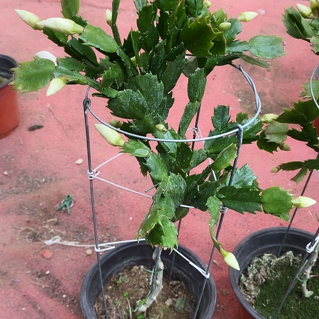 用***9完全开放福利款单色