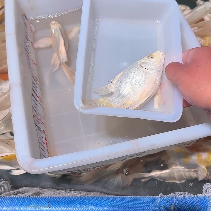 蝴蝶鲤鱼蝴蝶鲤15到17包邮