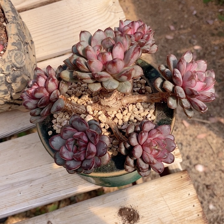 葡萄 韩货精品1123