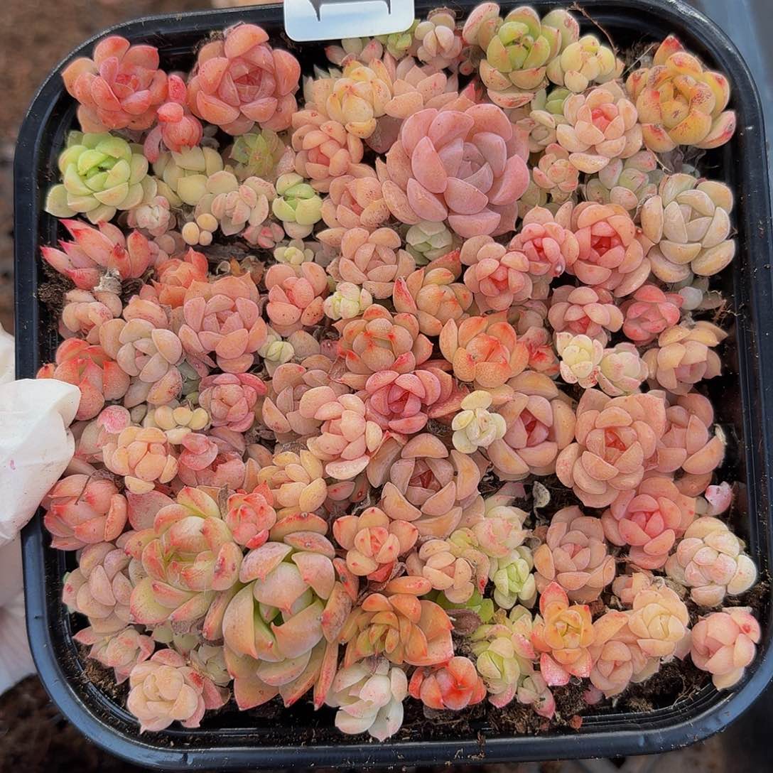 多肉植物多肉植物148
