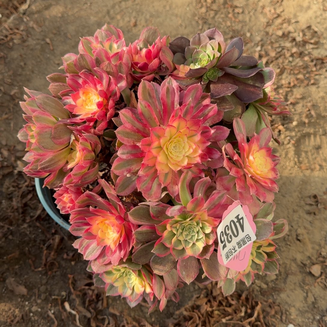 法师丘比特4035 18-16