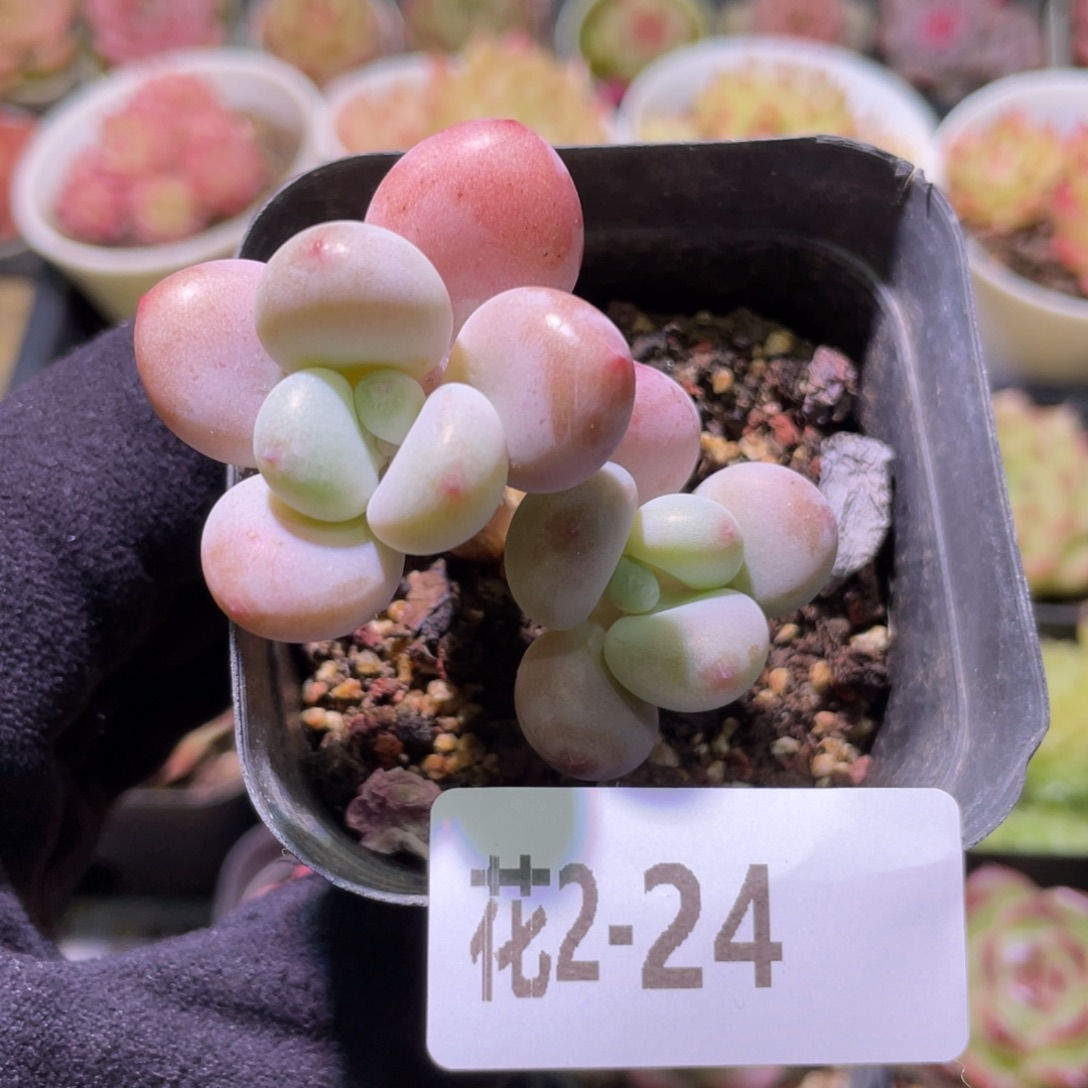 花利美2-24洛神双头