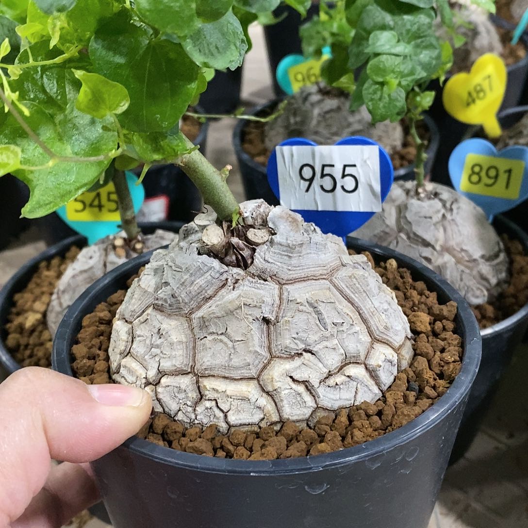 南非龟甲龙龟甲龙