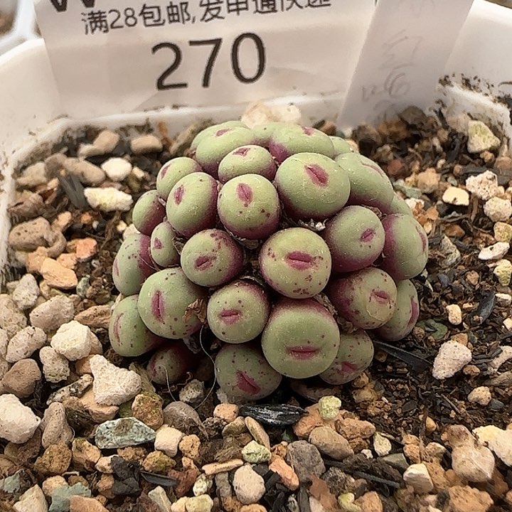 w270。     小红嘴群。   