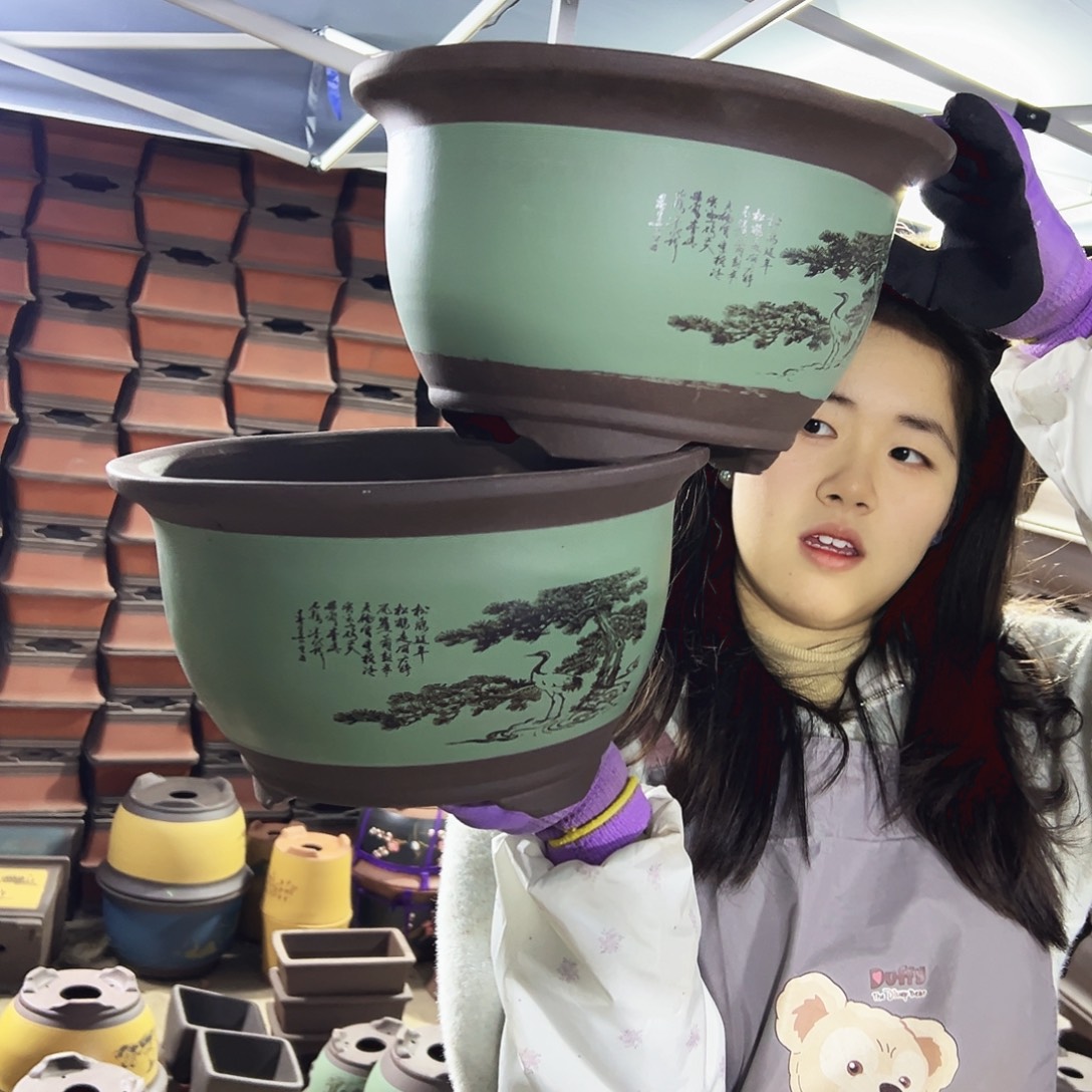 30+30绿色松鹤三角金钟花盆花盆