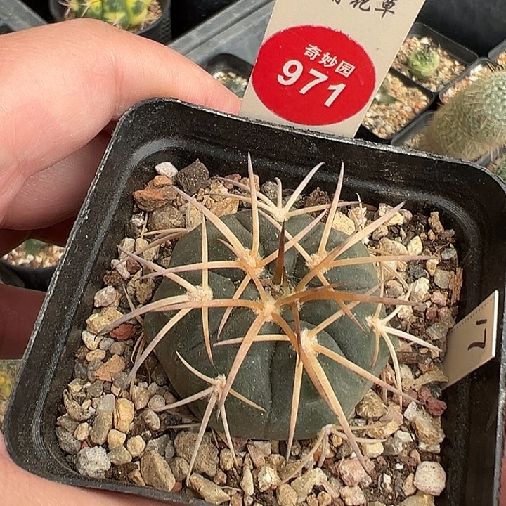 实生天平丸3.8cm一棵仙人球