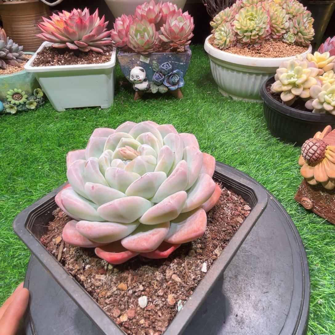 大冰玉，一物一拍。