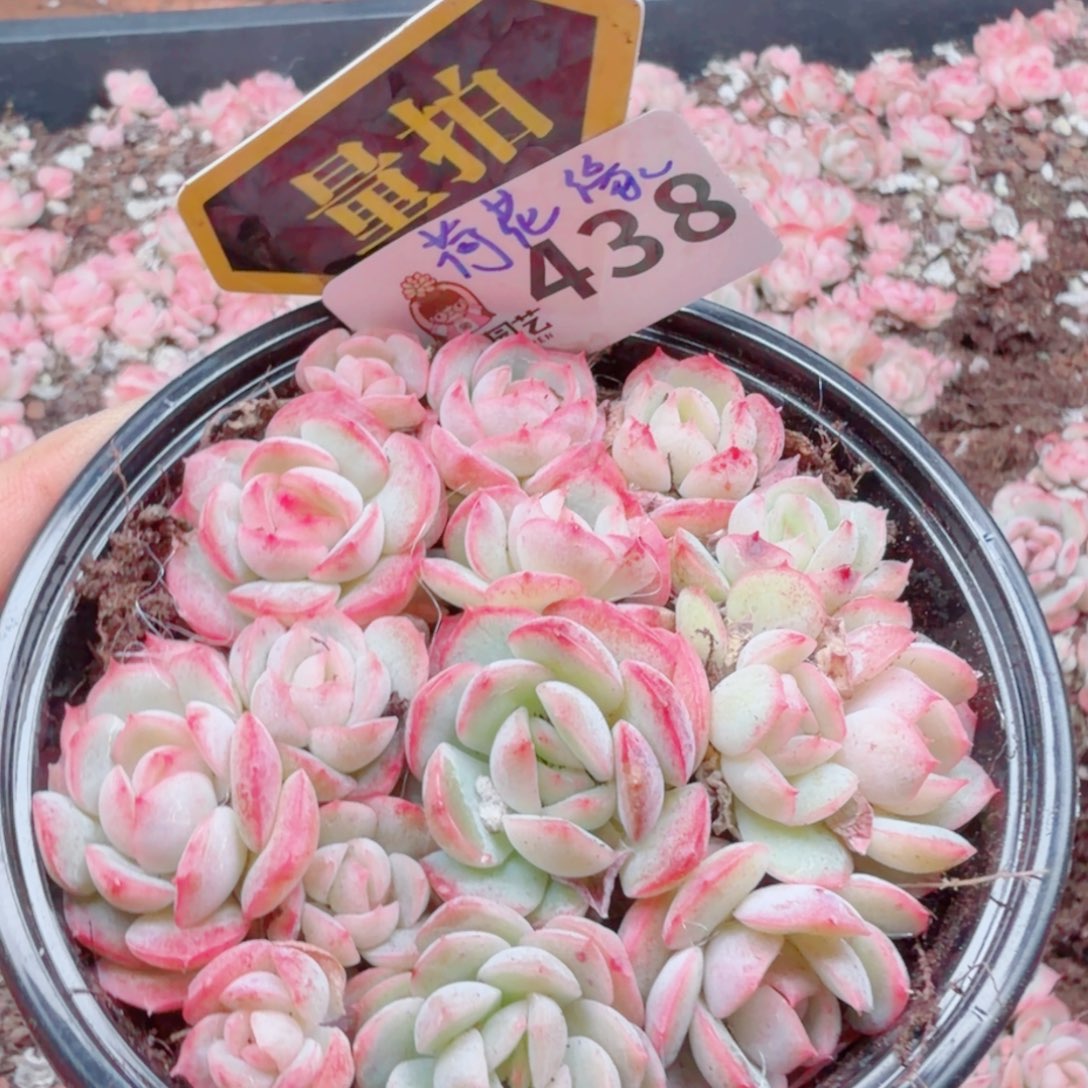 多肉植物多肉植物