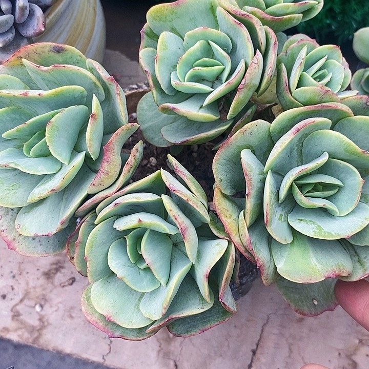 碧桃锦整无砍多肉