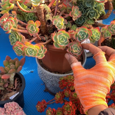 冰*火2063柠檬玫瑰多肉