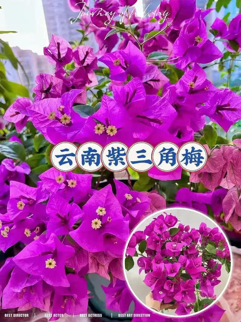 H云南紫三角梅原盆原土发货【运输有掉花掉叶 介意慎拍】