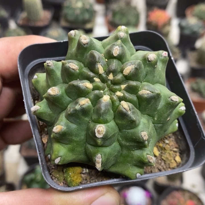 龟甲牡丹特价福利2