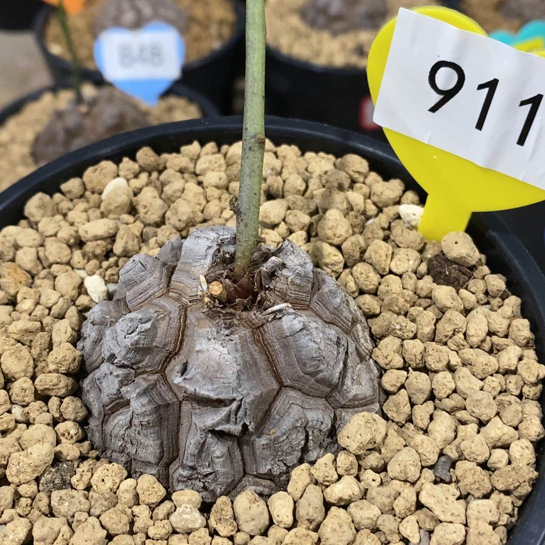 南非龟甲龙龟甲龙