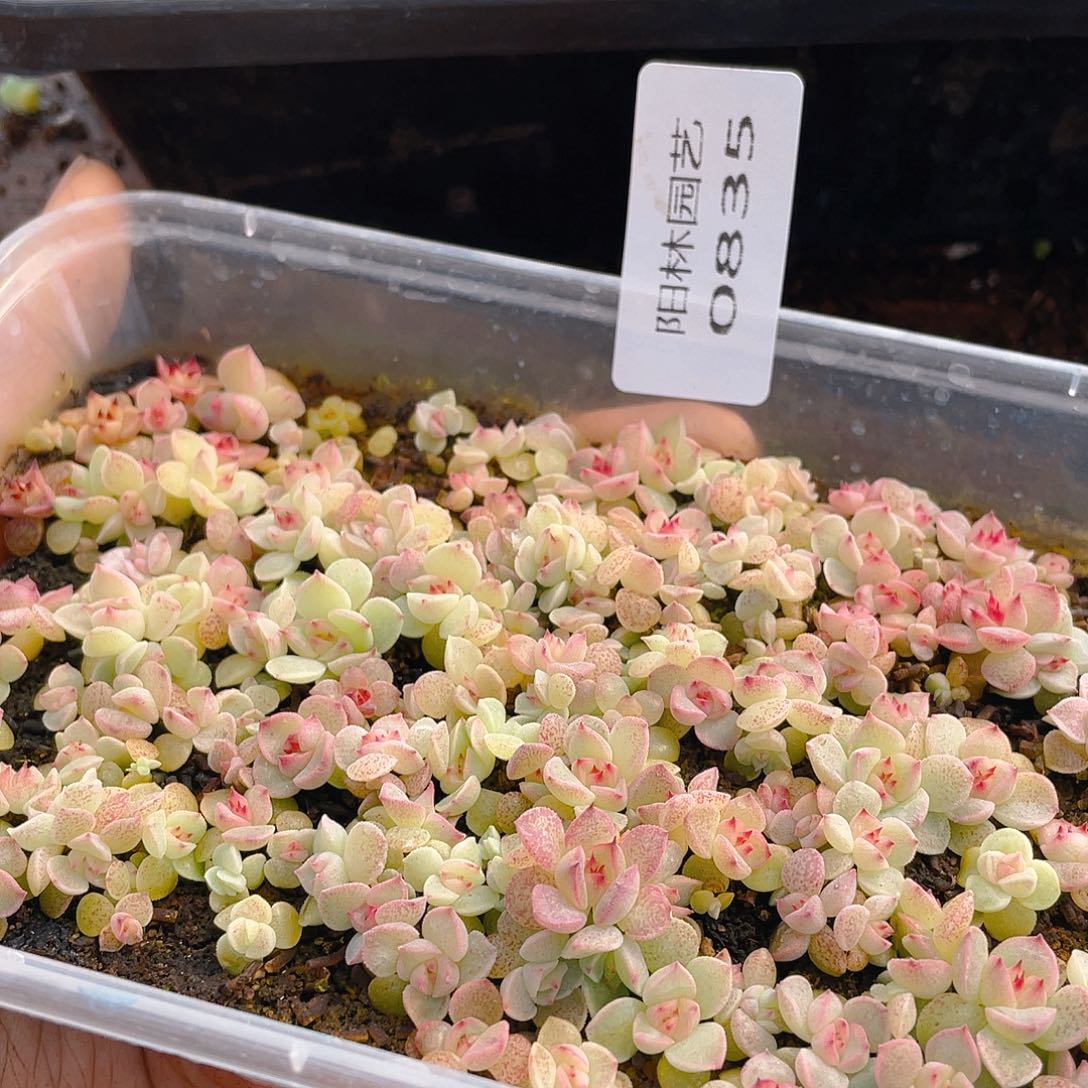 *****多肉植物多肉植物835