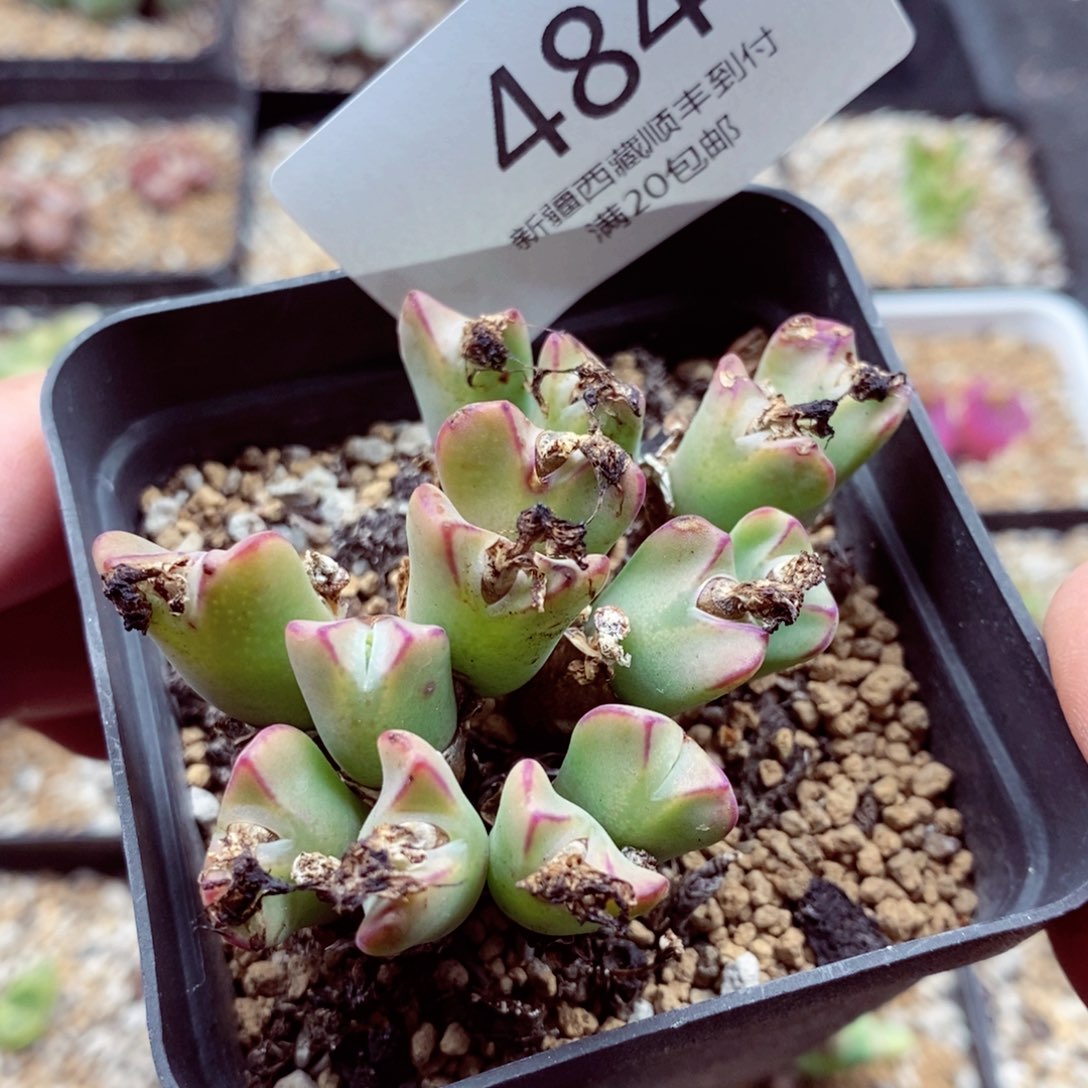 我是一只小小鸟地域鬼的484