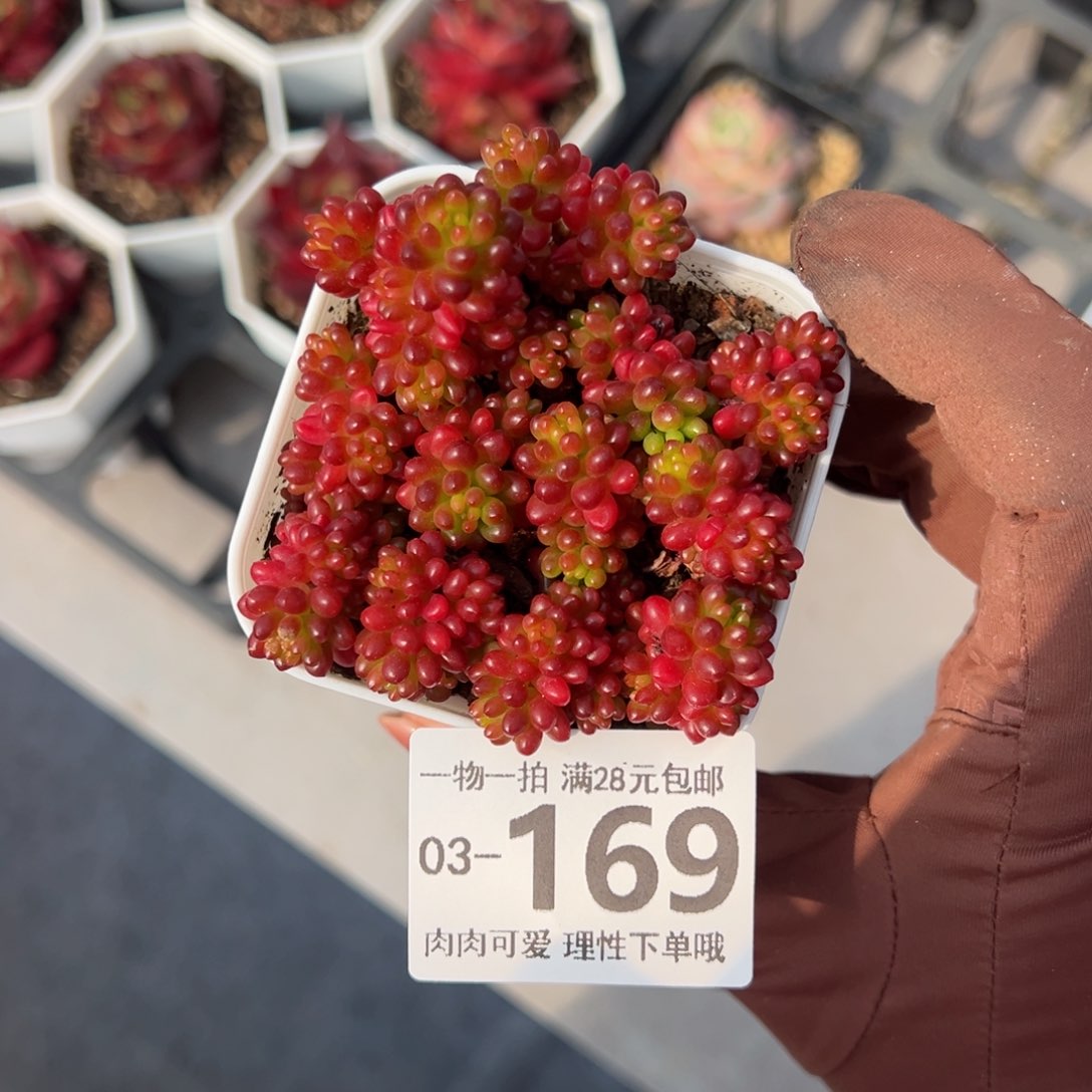 红浆果多肉多肉多肉多肉