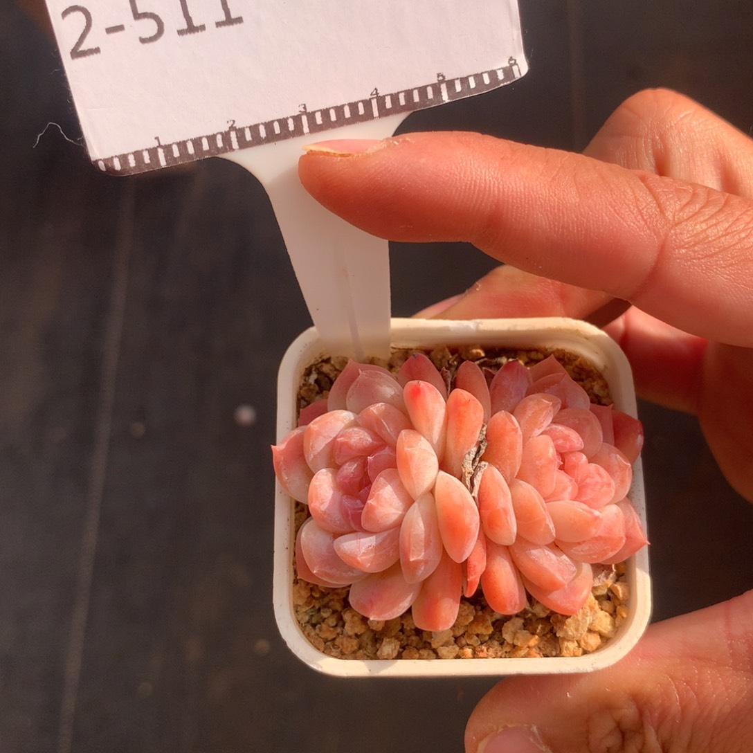 冰魄优选老桩自然群