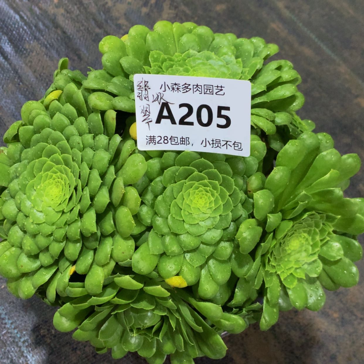 【闪购商品】205翡翠冰多肉