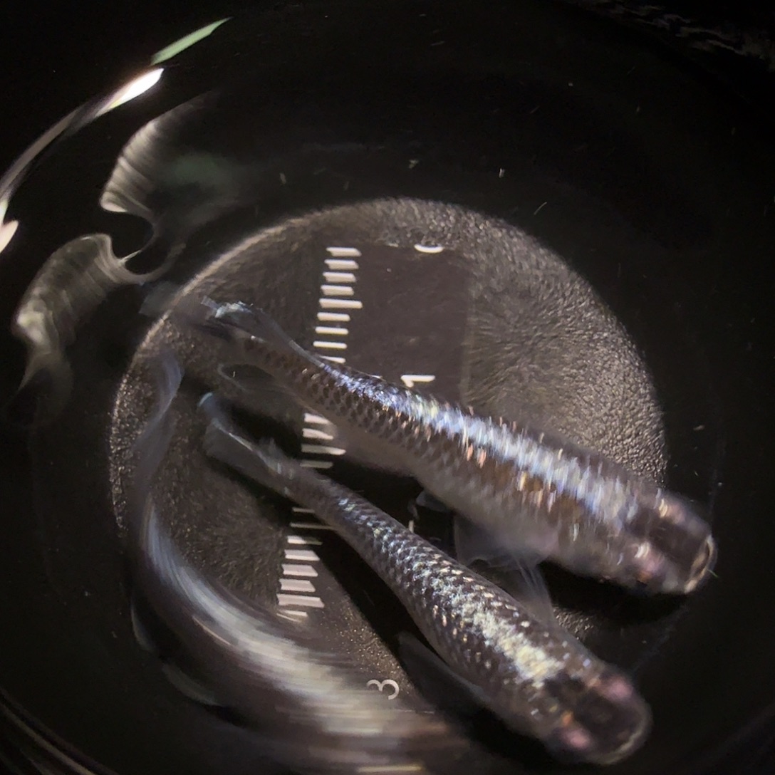 青鳉鱼一物一拍896