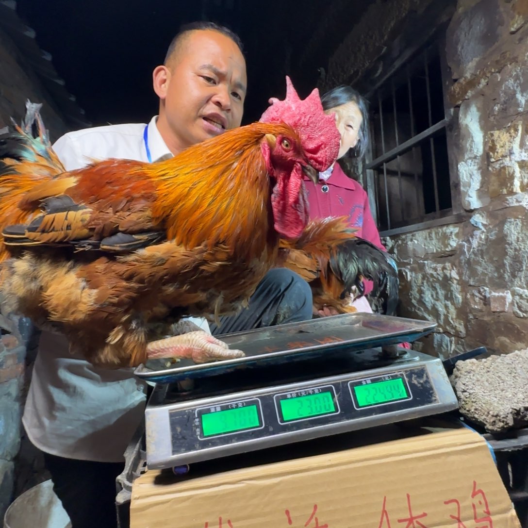 红瑶鸡农村土鸡680237….“，
