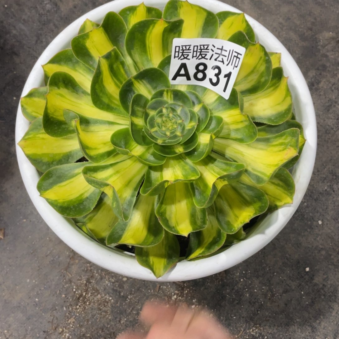 831暴君漂亮漂亮漂亮漂亮