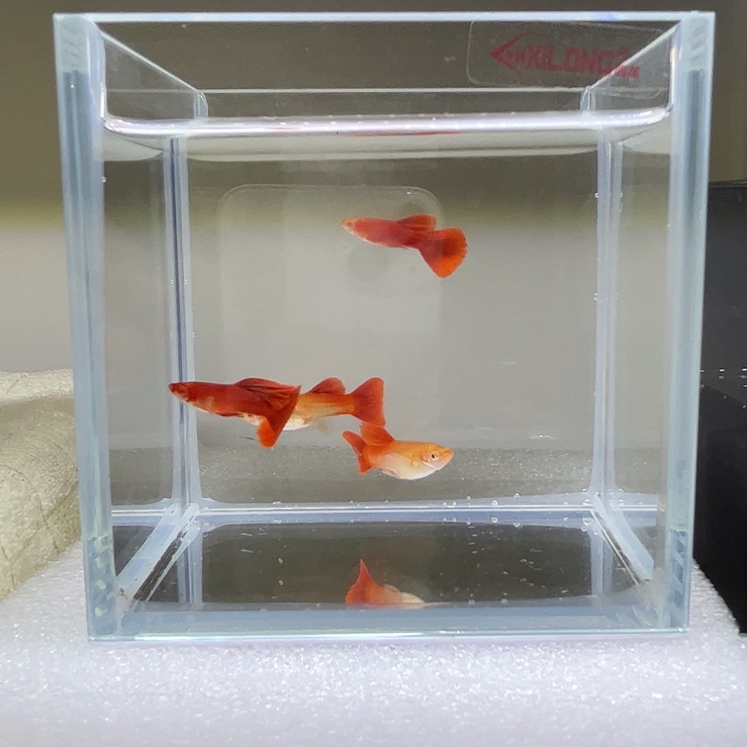 孔雀鱼血红3公3母