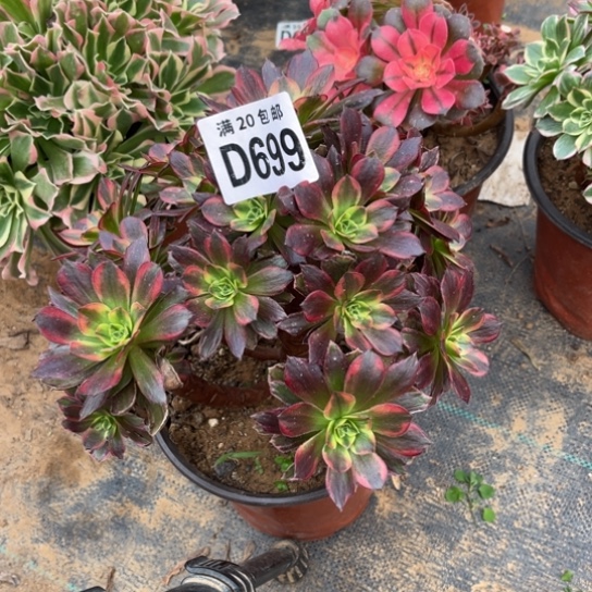 699安娜法师不包断枝