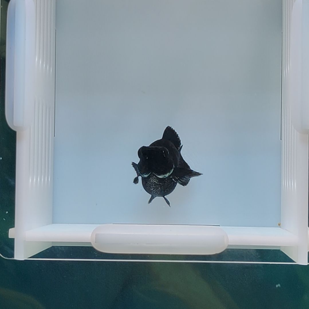 孔雀鱼纯黑越系玛丽球