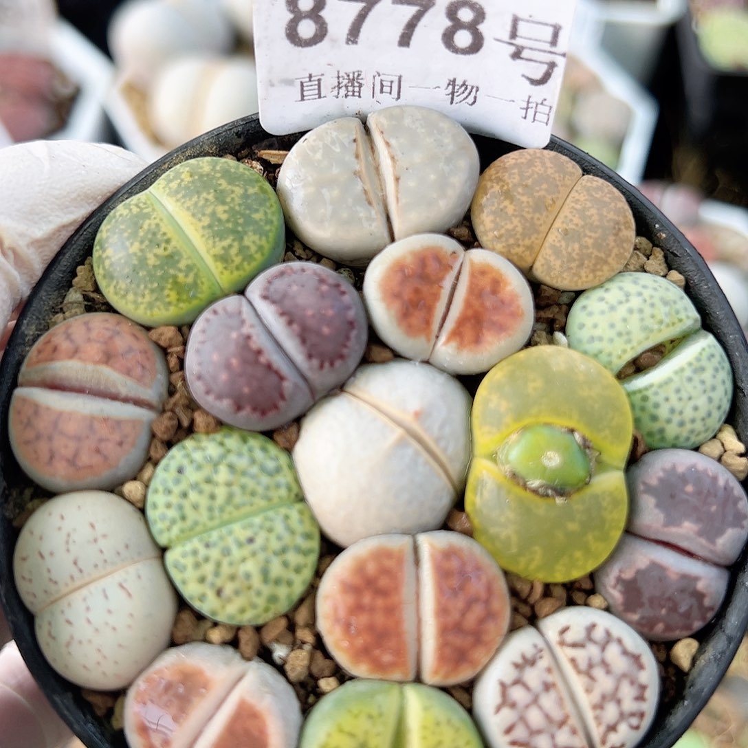 8778 好养易活生石花大母本7.5cm盆