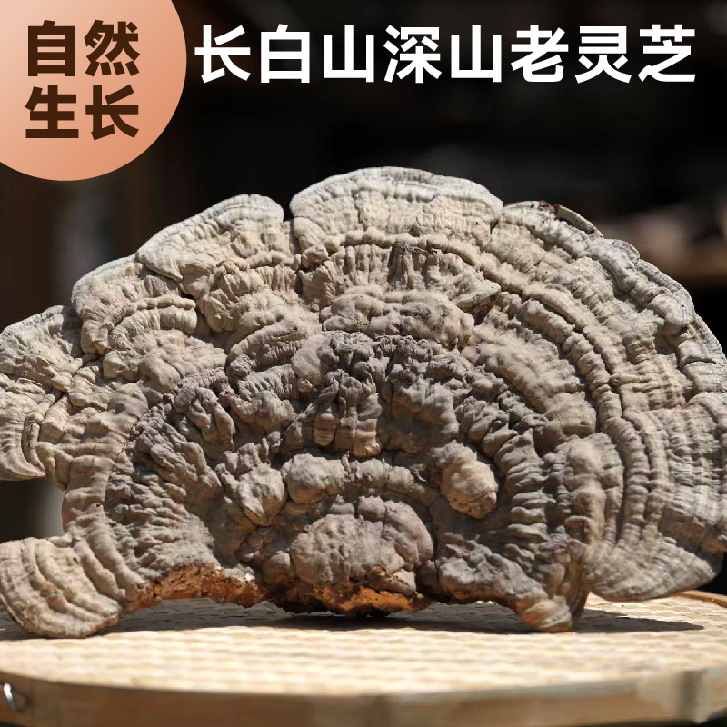 长白山正品平盖灵芝 道地产区 传统滋补手工切片