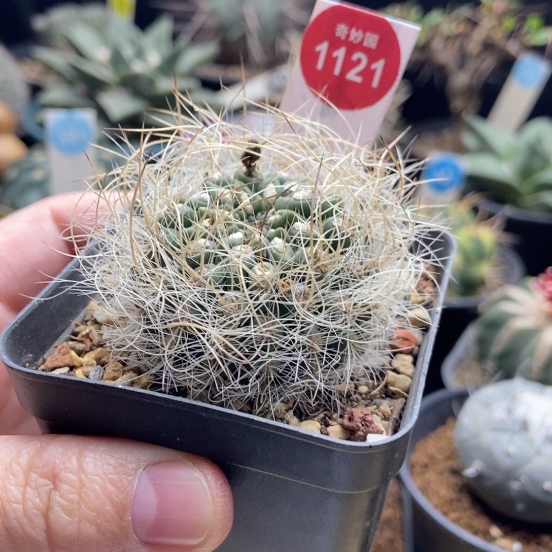 实生狂刺银翁玉一颗，