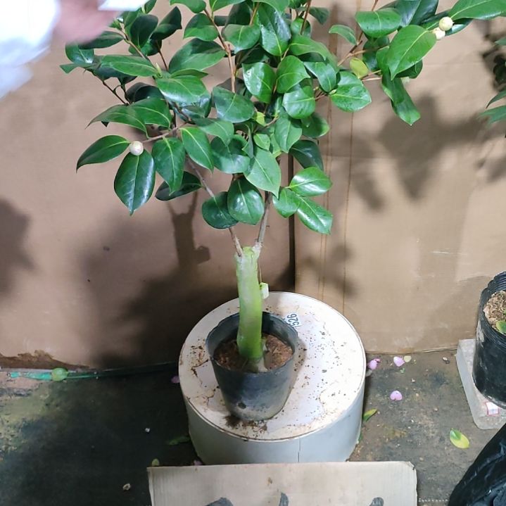 596嫦娥彩，原盆原土发货，不包邮