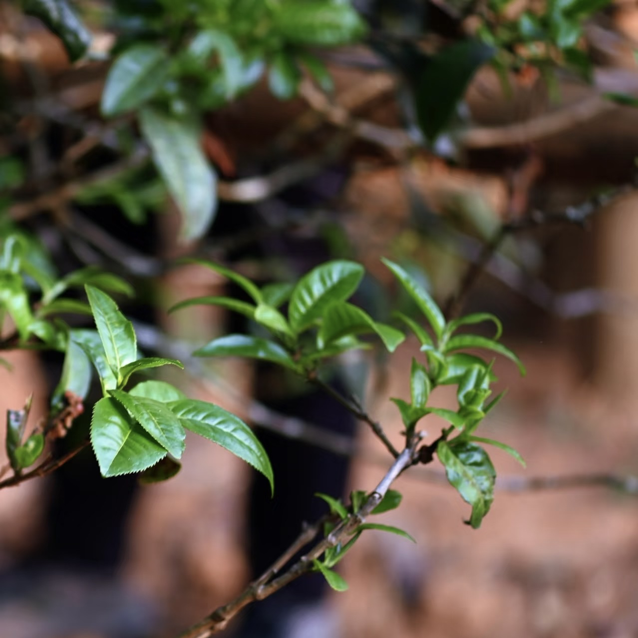 2014·最纯的料·大黑树林高杆古树单株200g饼