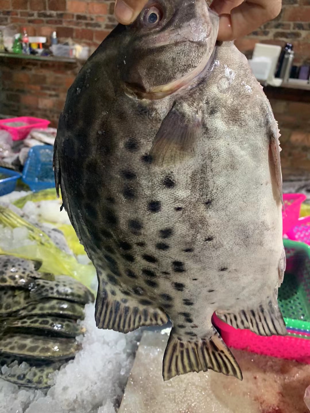 湛江天然金豉鱼 野生金谷鱼 顺丰速冻发货