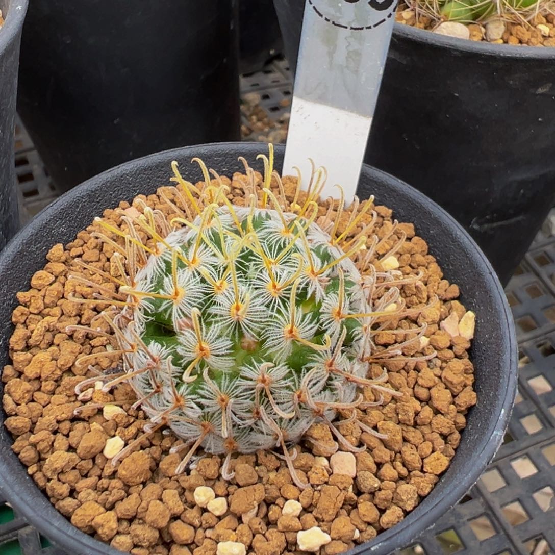 009实生根杜威娜娜多肉植物带盆土