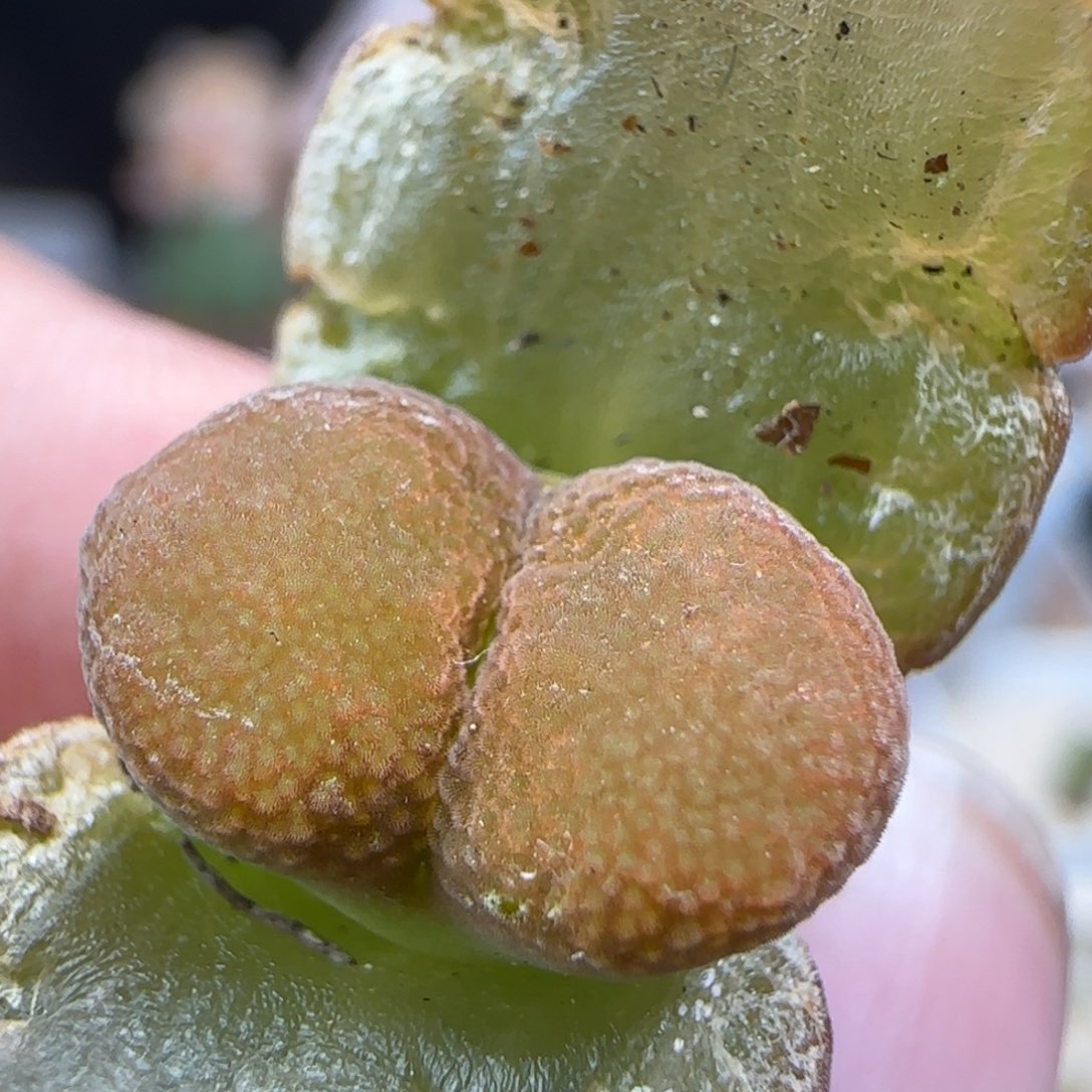 2.15.84/风铃母本