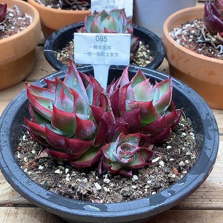 惊鸿仙子双头085